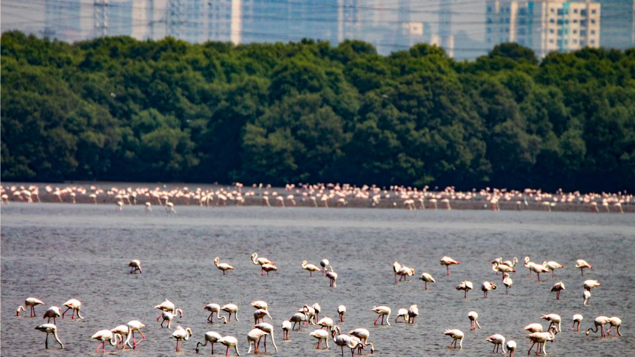 Flamingos were spotted at the Sewri mudflats in early 1990 for the first time. Bombay Natural History Society runs Flamingo sighting tours, beginning at the Sewri railway crossing. Birdwatchers can carry a pair of binoculars to get a closer look and study the behavior of the birds